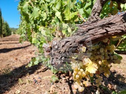 Село Меден кладенец - винарна „Вила Меден“