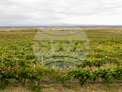 Първомай - Винарна „Загрей“