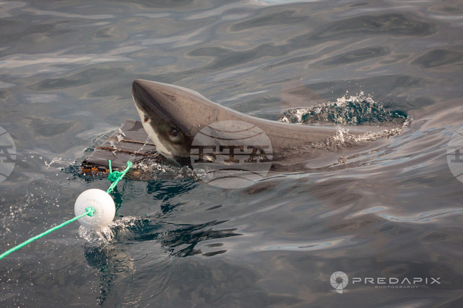 В Австралия се провеждат успешни изпитания на устойчиви на ухапвания от акули неопренови костюми
