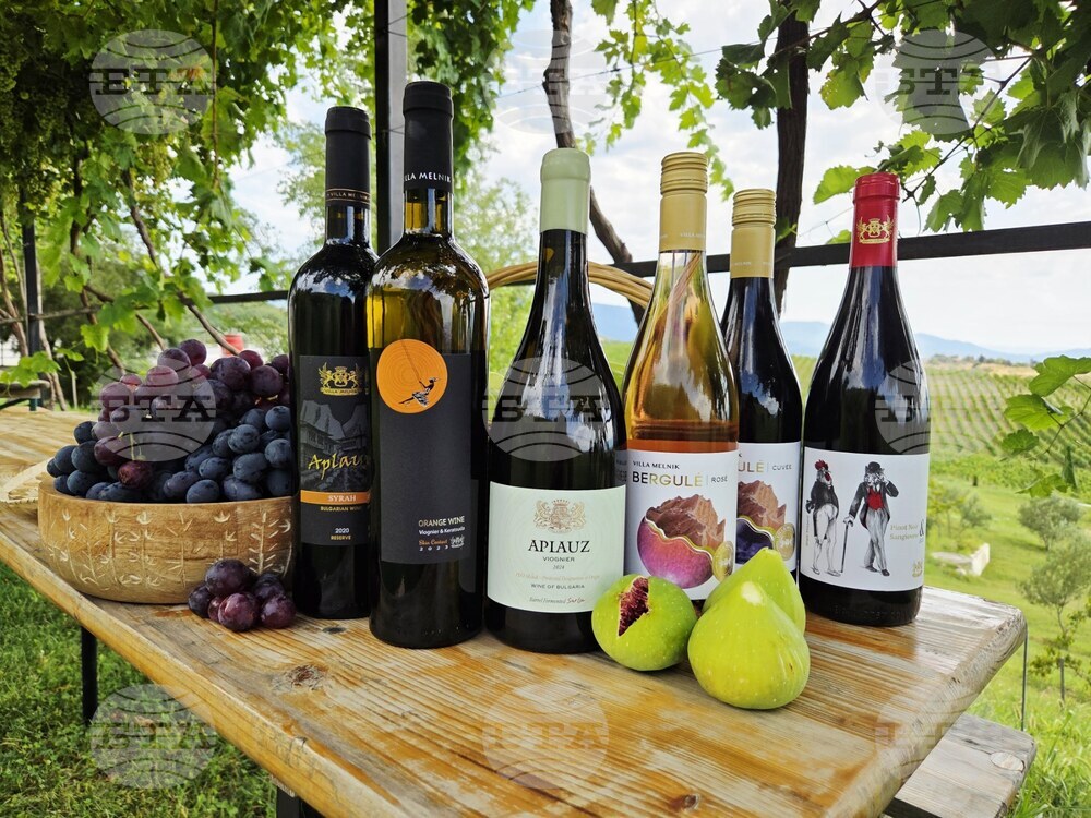 Villa Melnik: A Living Library of Melnik Grapes