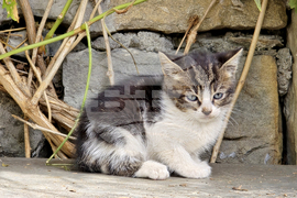 Ловеч - Фестивал на побратимените градове и приятели