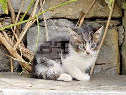 Ловеч - Фестивал на побратимените градове и приятели