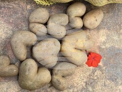 Самоков - Фестивал на самоковския картоф