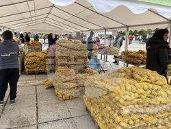 Самоков - Фестивал на самоковския картоф