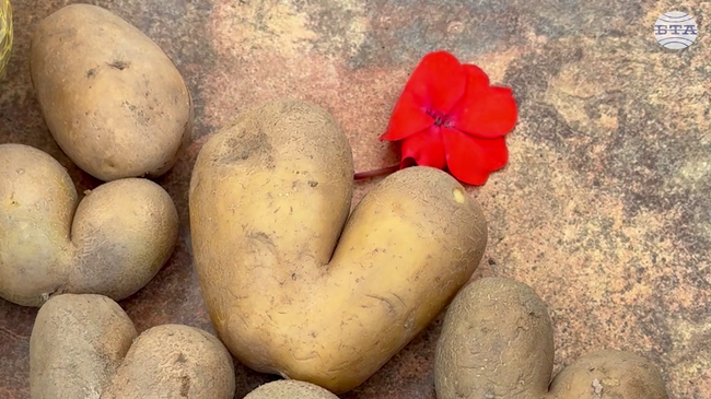 С пържене на картофи, духова музика и забавления за най-малките Самоков отбеляза тазгодишния Фестивал на самоковския картоф