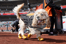 Rockies Giants Baseball