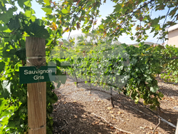 Село Могилово - винарна „Мидалидаре Естейт“