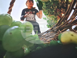 Село Могилово - винарна „Мидалидаре Естейт“