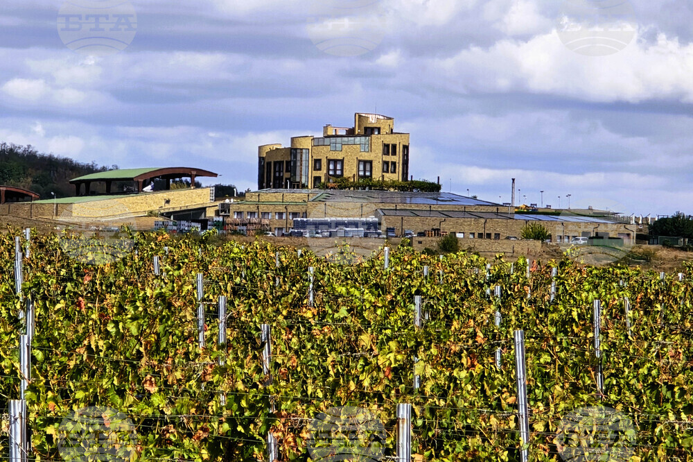 Планираме нови вина всяка година, като следваме принципа да не повтаряме изцяло миналото, каза енологът от винарска изба "Едоардо Миролио" Ралица Дончева