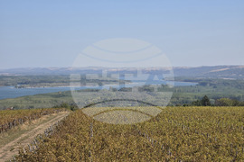 Оряхово - Винарна „Шато Бургозоне“