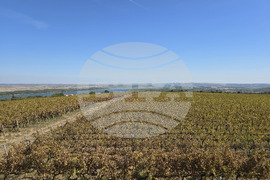 Оряхово - Винарна „Шато Бургозоне“