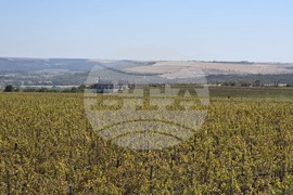 Оряхово – Винарна „Шато Бургозоне“