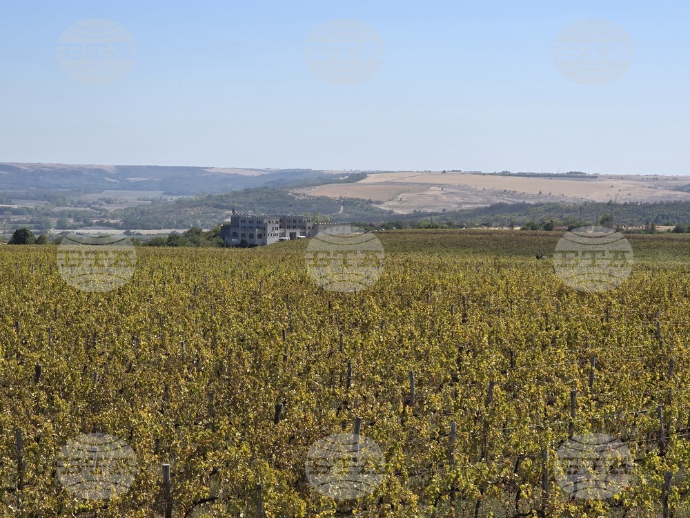 Оряхово – Винарна „Шато Бургозоне“