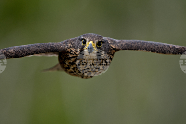 Новозеландският сокол беше избран за птица на годината в страната