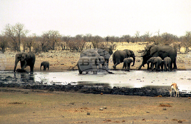 Горски пожари опустошиха една трета от националния природен парк на Намибия