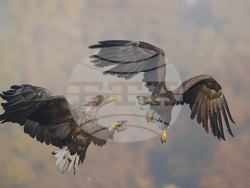 Снимка: Българско дружество за защита на птиците