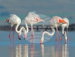 Снимка: Българско дружество за защита на птиците