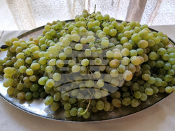 Варна - винарна „Белоградец“