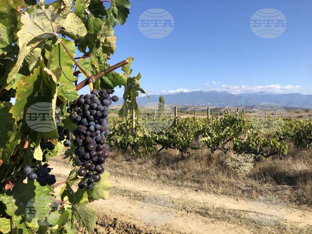 Villa Daros Plans Tasting Room, Hotel as Part of Expansion
