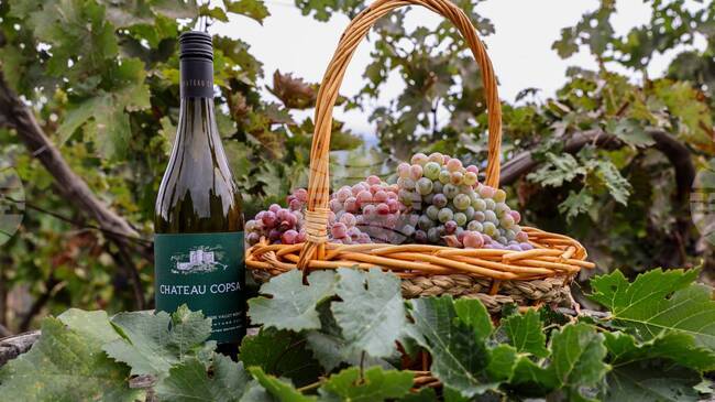 Рекорден брой проби за дегустация, представени от участници от цялата страна, се надпреварват в тазгодишния конкурс "Най-добро домашно вино" на община Асеновград