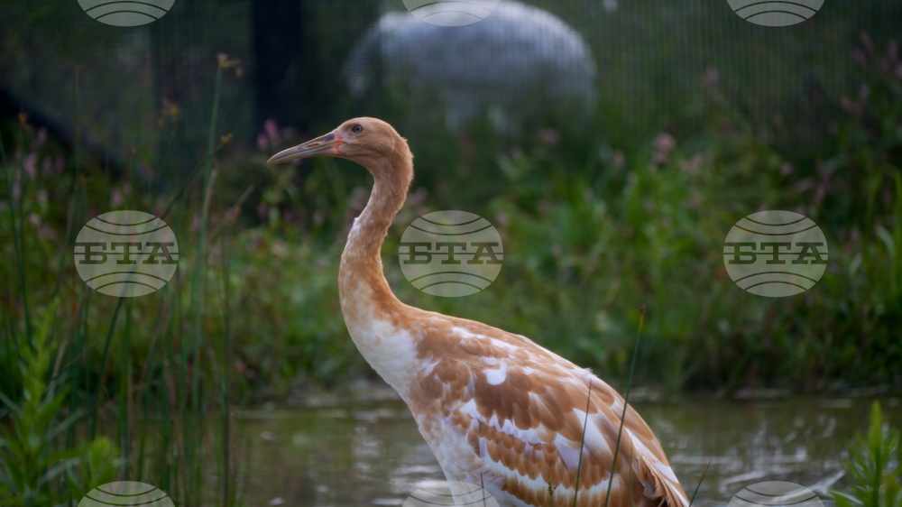 Природозащитници откриха над 1000 жерава, загинали от птичи грип в околностите на Берлин