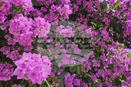 Италия - Рим - Ботаническа градина