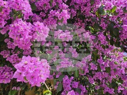 Италия - Рим - Ботаническа градина