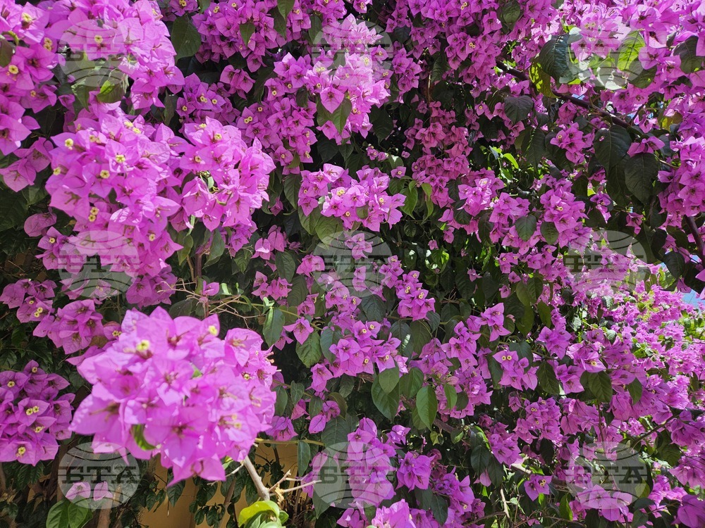 Италия - Рим - Ботаническа градина