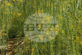 Италия - Рим - Ботаническа градина