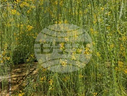 Италия - Рим - Ботаническа градина