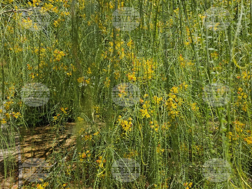 Италия - Рим - Ботаническа градина