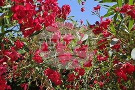 Италия - Рим - Ботаническа градина