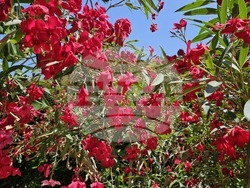 Италия - Рим - Ботаническа градина