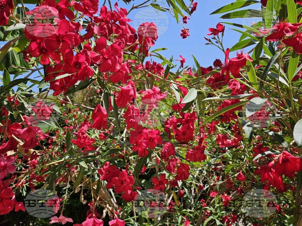 Италия - Рим - Ботаническа градина