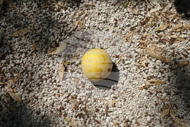 Италия - Рим - Ботаническа градина