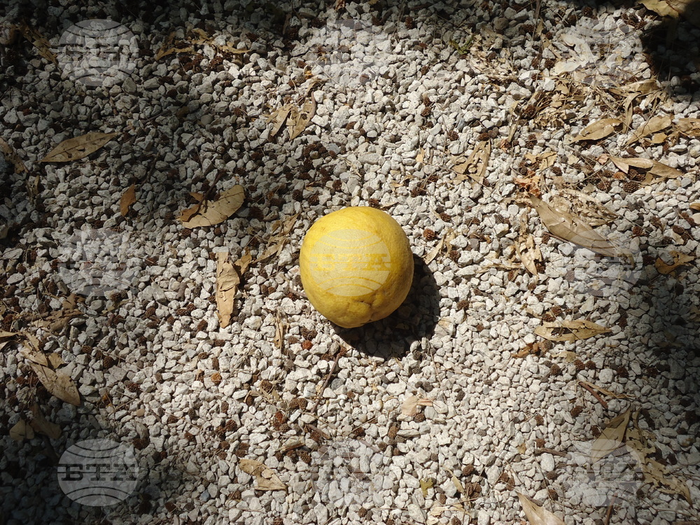 Италия - Рим - Ботаническа градина