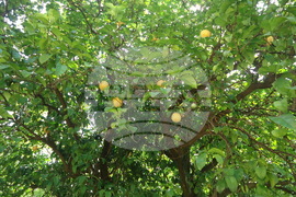 Италия - Рим - Ботаническа градина