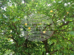 Италия - Рим - Ботаническа градина