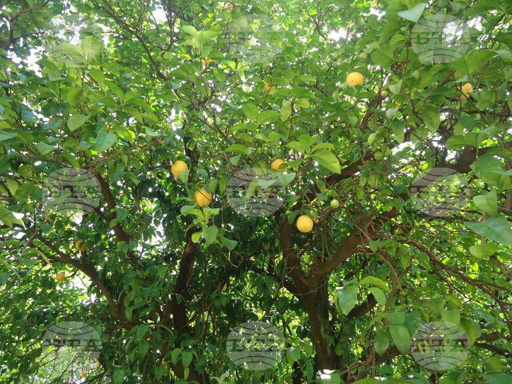 Италия - Рим - Ботаническа градина