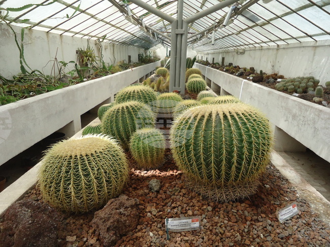 Италия - Рим - Ботаническа градина