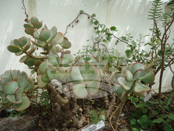 Италия - Рим - Ботаническа градина