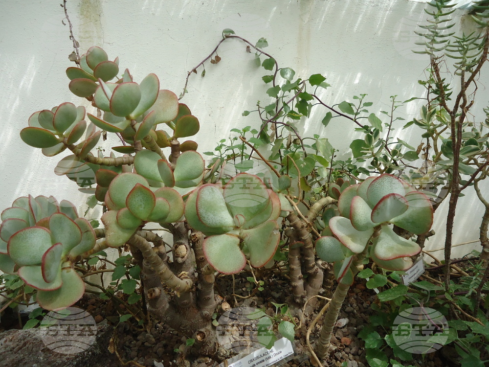 Италия - Рим - Ботаническа градина