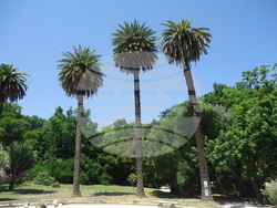 Италия - Рим - Ботаническа градина