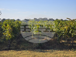 Плевен - изба "Гривица" - собствени лозя