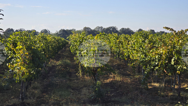 Vineyard in Veliko in North-Central Bulgaria Quarantined Due to Dangerous Disease