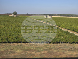 Плевен - изба "Гривица" - собствени лозя