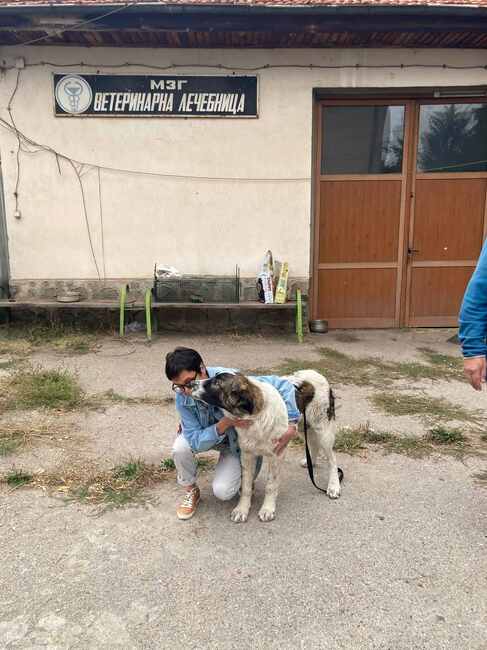 Община Банско: Още едно от кучетата в община Банско, включени в кампанията „ОСИНОВИ МЕ: БезДОМен или ДОМашен – ТИ РЕШАВАШ!“, е осиновено 