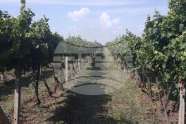 Силистра - Винарска изба „Опрев“