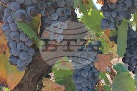 Силистра - Винарска изба „Опрев“