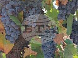 Силистра - Винарска изба „Опрев“